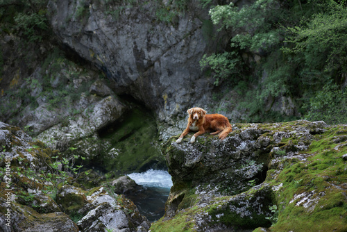 dog at the waterfall. Nova Scotia duck tolliing retriever in nature on moss and rock 