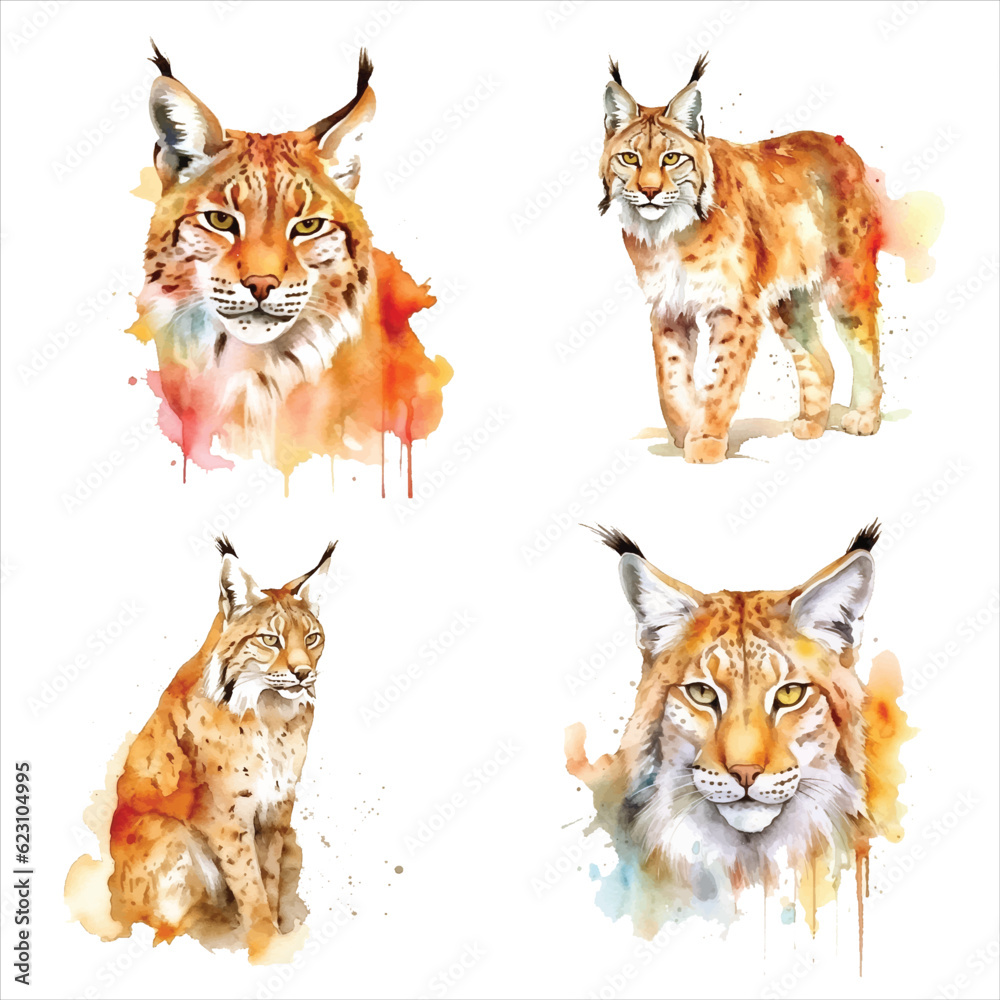 Lynx watercolor paint ilustration collection