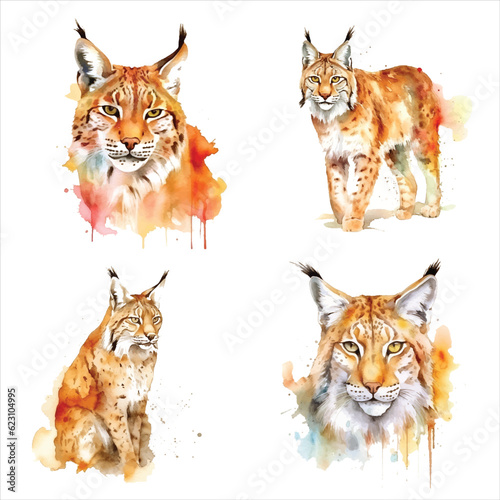 Lynx watercolor paint ilustration collection