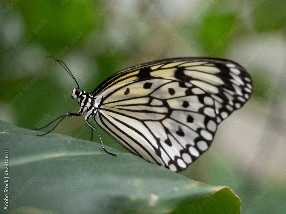 Fototapeta premium butterfly on a leaf