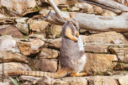 Obraz na płótnie Australian Rock Wallaby