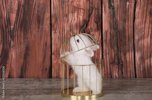 Fototapeta Naklejka Na Ścianę i Meble -  white rabbit in a golden cage