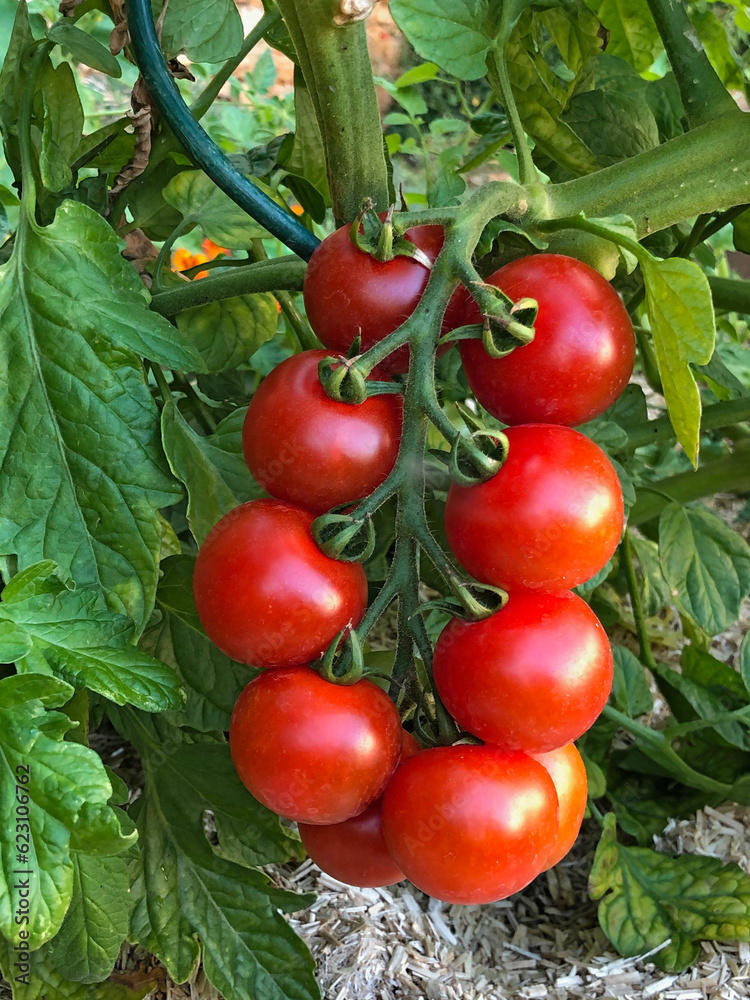 Tomate cocktail en grappe au jardin sur une branvhe