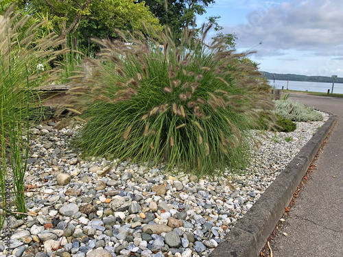 Pennisetum en fleurs au jardin