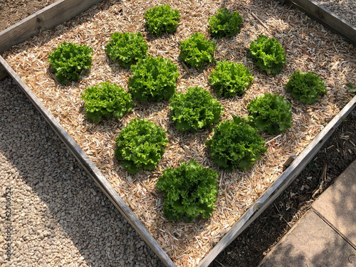 Carré potager de salades en été avec paillage