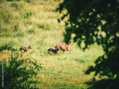 Fototapeta Naklejka Na Ścianę i Meble -  deer in the meadow
