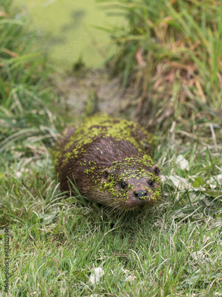 Obraz premium Otter Coming Out of a Lake Covered in Duckweed