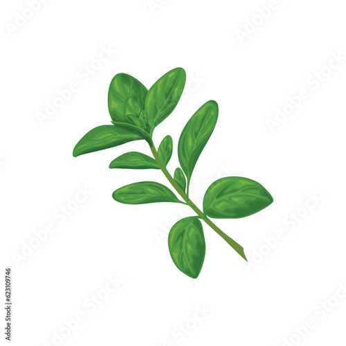 Marjoram. A green ripe sprig of marjoram. Spicy herbs. Medicinal plant. Vector illustration isolated on a white background © Anastasiya