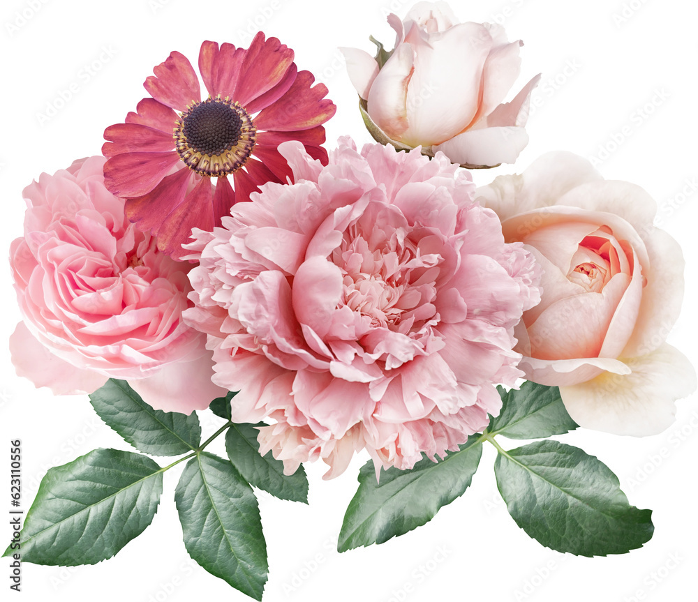 Roses and peony isolated on a transparent background. Png file.  Floral arrangement, bouquet of garden flowers. Can be used for invitations, greeting, wedding card. - obrazy, fototapety, plakaty 