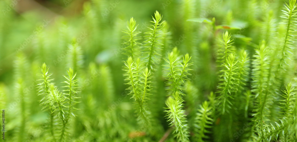 Closeup of green forest grass wide background. Closeup of green forest grass wide background.