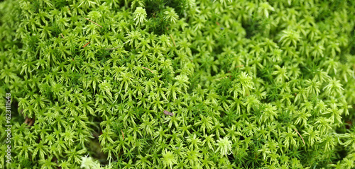 Green forest flora, grass close-up.