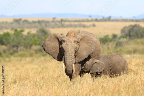 baby elephant sucking mother's milk in the middle of the golden meadow
