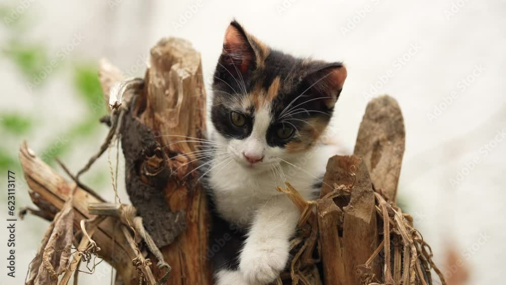 Gatito gato felino pequeño atigrado con manchas buscando y jugando travieso y curioso e inquieto con una mirada expresiva trepado en un tronco en una rama de un árbol seco al aire libre 