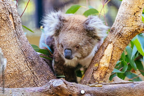 Photography Koala in a Tree in Australia