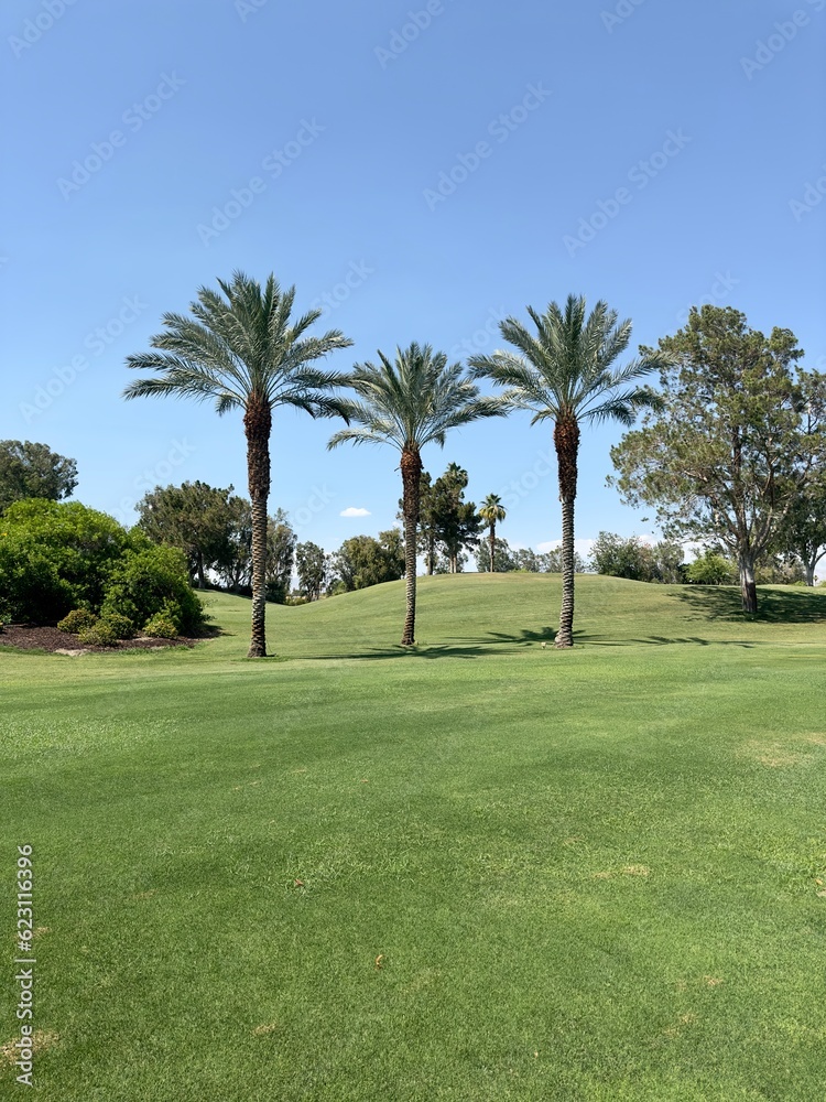 Three Palms Standing High on Course
