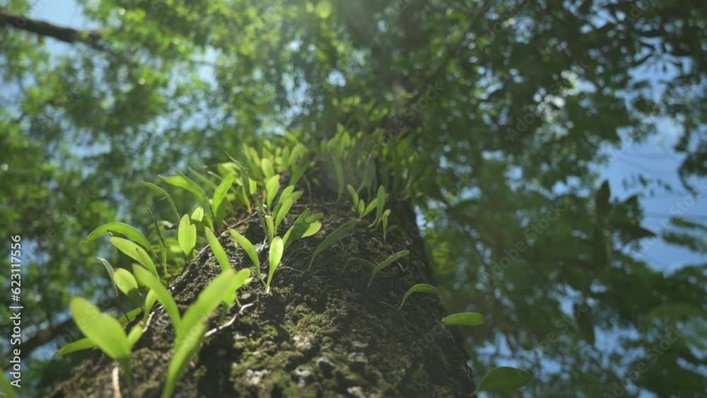 Camera Moves up slowly on the tree trunk to see closely covered young green plants under morning sunlight. Bottom view of a big tree in tropical forest. Natural environment. Beauty in nature. Camera Moves up slowly on the tree trunk to see closely covered young green plants under morning sunlight. Bottom view of a big tree in tropical forest. Natural environment. Beauty in nature.