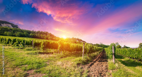 Bolgheri vineyard, olive trees and flowers at sunset. Tree as a frame, autumn season. Landscape in Maremma, Tuscany, Italy, Europe. High quality photo