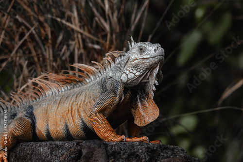 Puerto rico wild iguana side head portrait looking to the camera from puerto rico natural reserve