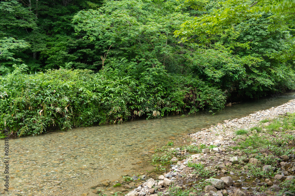 新緑の清流 新緑の清流