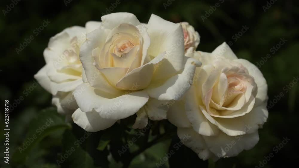 Two opened buds of a large white rose sway in the wind. Close-up. Panorama. Slow motion. Blurred background. High quality 4k footage Two opened buds of a large white rose sway in the wind. Close-up. Panorama. Slow motion. Blurred background. High quality 4k footage