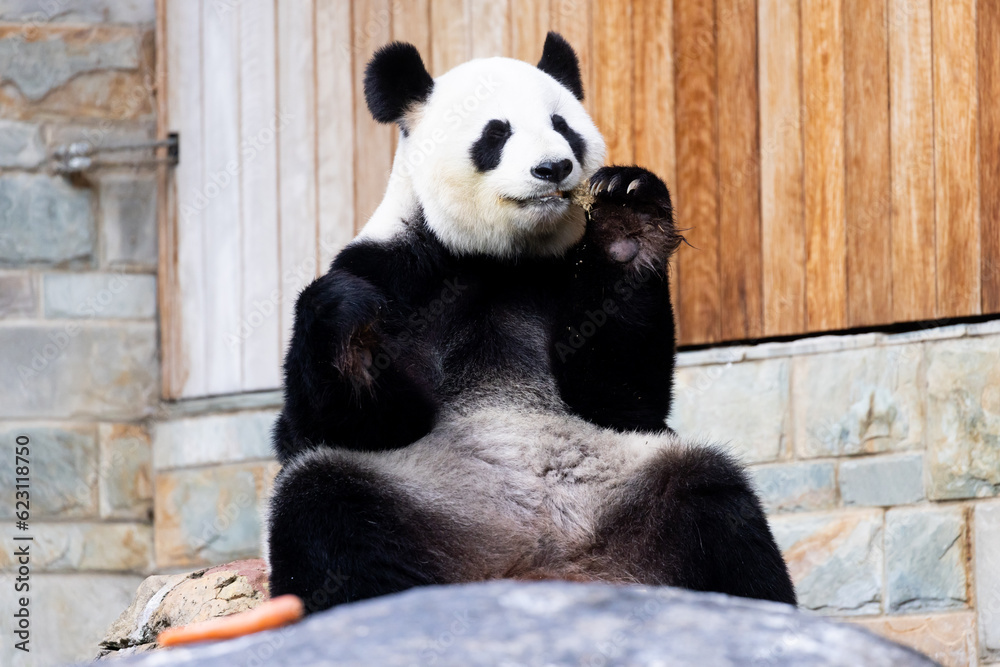 Fototapeta premium Giant Panda in Australia