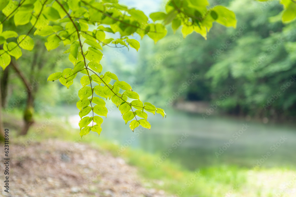 Obraz premium 新緑の清流