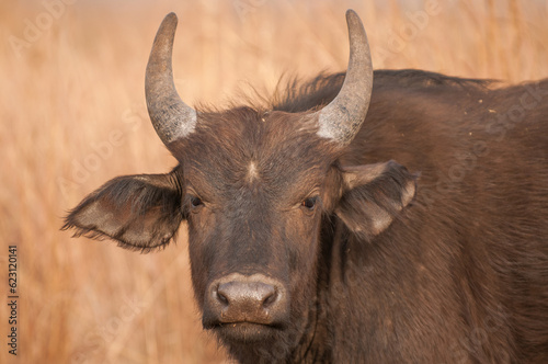 Female cape buffalo portrait 