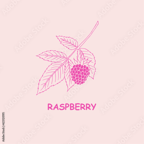 Raspberry, berry , logo,berries , raspberry branch , doodle ,line art, sketch, drawing, illustration, raspberries and leaves,  package logo