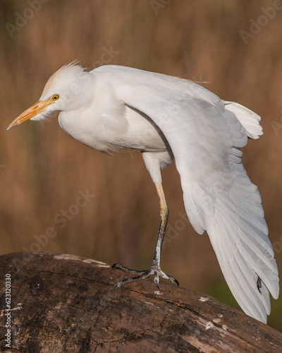 White cattle egret on a tree stump
