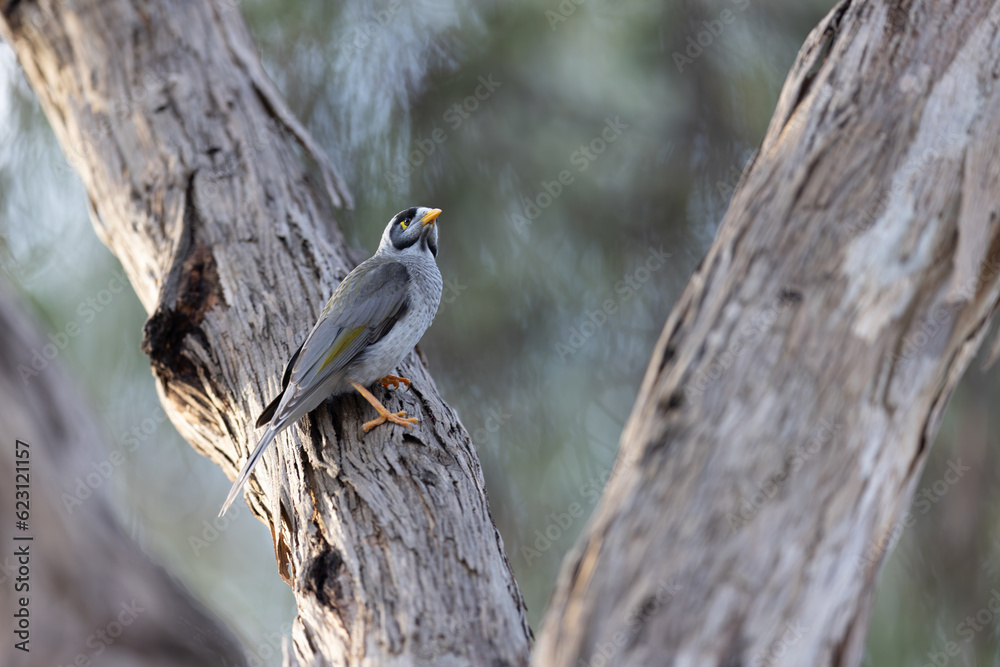Australian Noisy Minor Bird in Victoria Australia Australian Noisy Minor Bird in Victoria Australia