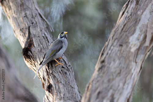 Australian Noisy Minor Bird in Victoria Australia