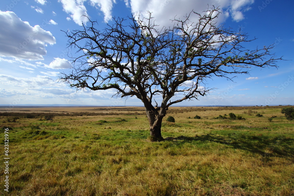 Leafless tree in the middle of golden field in blue sky and white clouds day