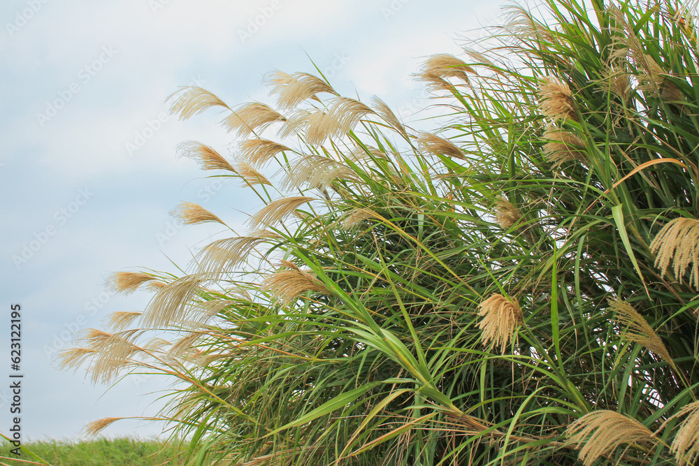 Naklejka premium 青空に映えるススキ