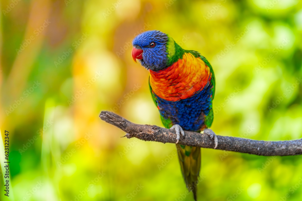 Naklejka premium The Rainbow Lorikeet.