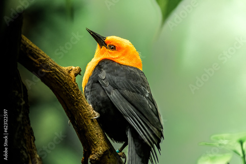 The scarlet-headed blackbird (Amblyramphus holosericeus)