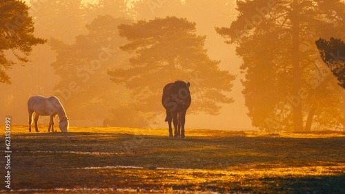 Silhouetted Horse in Orange Fog