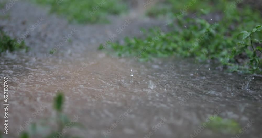 Raindrops fall into a puddle of grass. Flood due to heavy downpour. Yellow water floods the green grass in the lawn. Raindrops fall into a puddle of grass. Flood due to heavy downpour. Yellow water floods the green grass in the lawn.