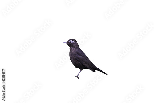 One blackbird isolated with a transparent background