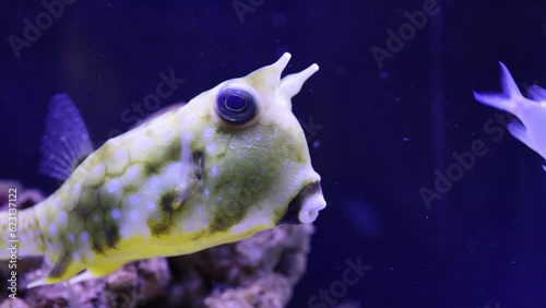 Close Up of a Longhorn Cow Fish - Shallow Depth of Field photo