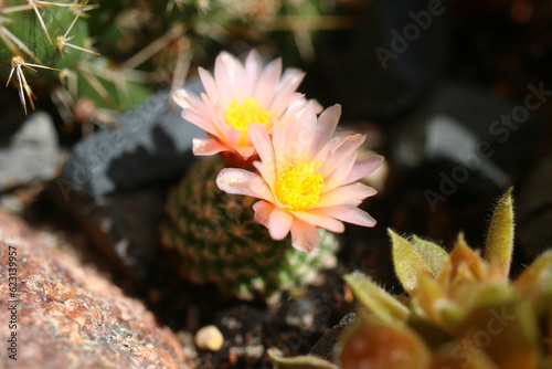Pediocactus knoweltonii kaktus