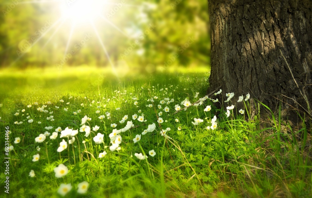 Obraz premium grass and sun