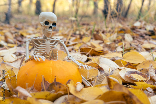 Skeleton holding Pumpkin, zucchini, pattison for Halloween on the background of yellow fallen autumn leaves