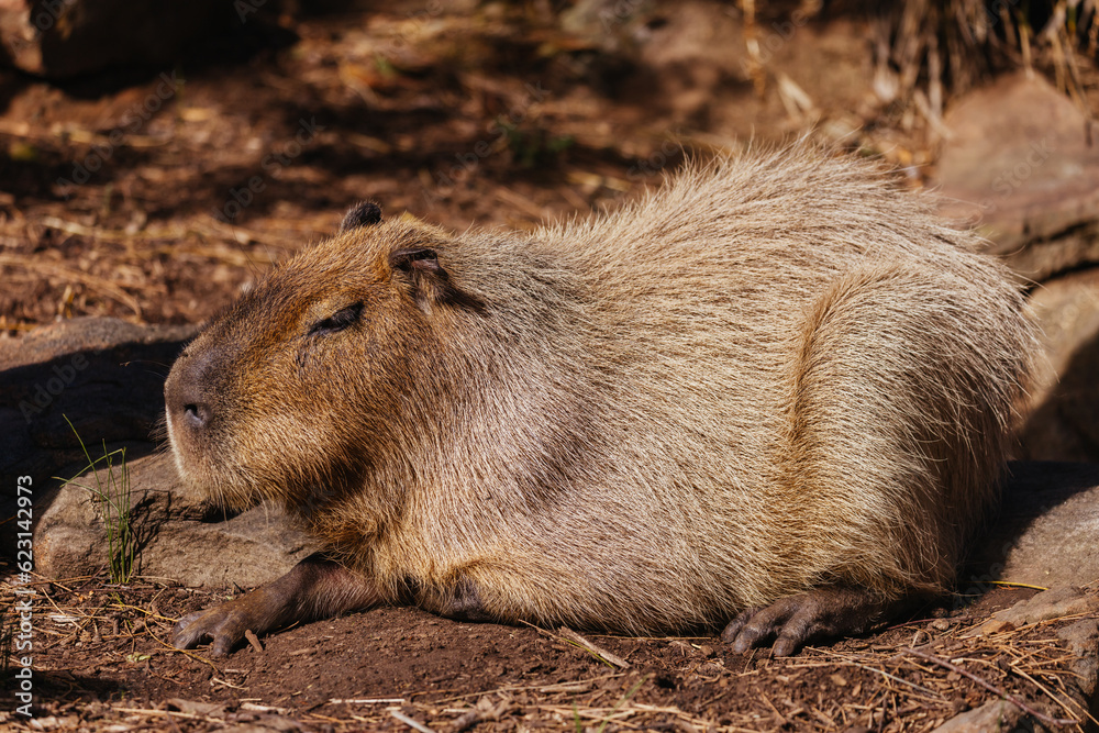 Naklejka premium Capybara in a Zoo in Australia