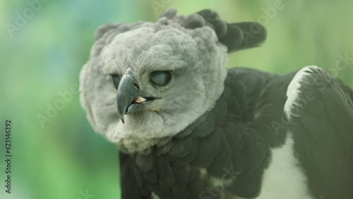 Captive Harpy Eagle Staring Intensely at Food - Shallow Depth of Field