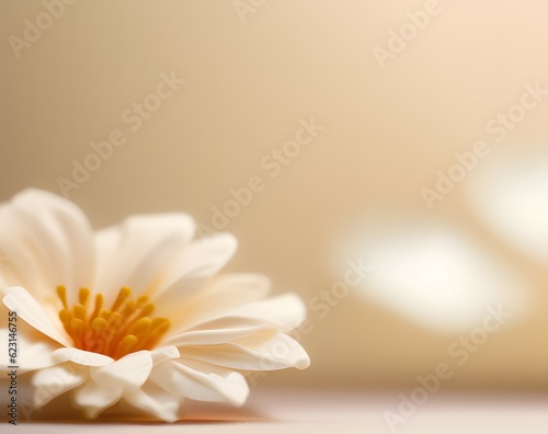 daisy flowers with white background