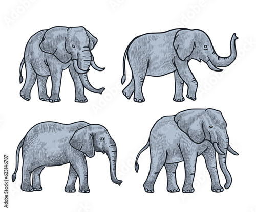 grey Elephant  vector illustration with shading consisting of three images
