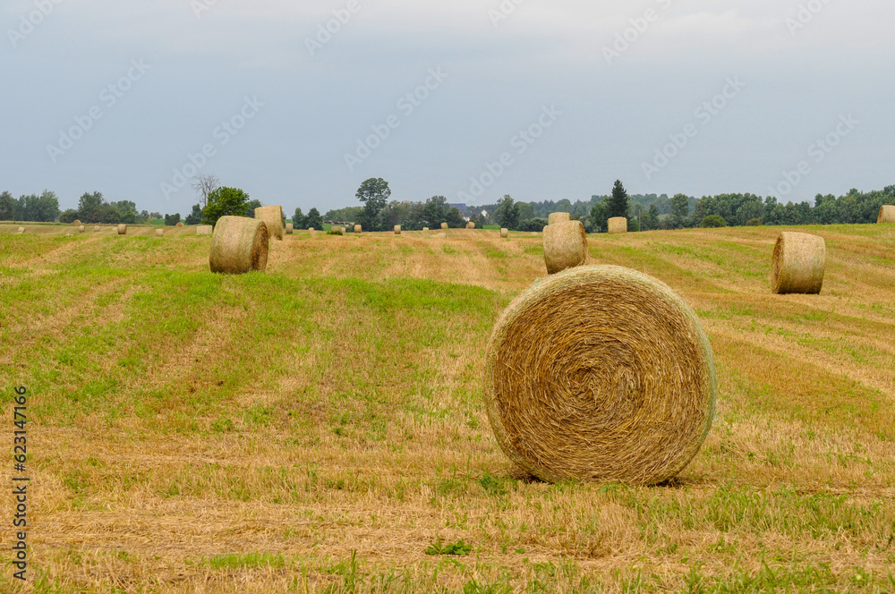 Rolled Hay Bales In The Field In Summer