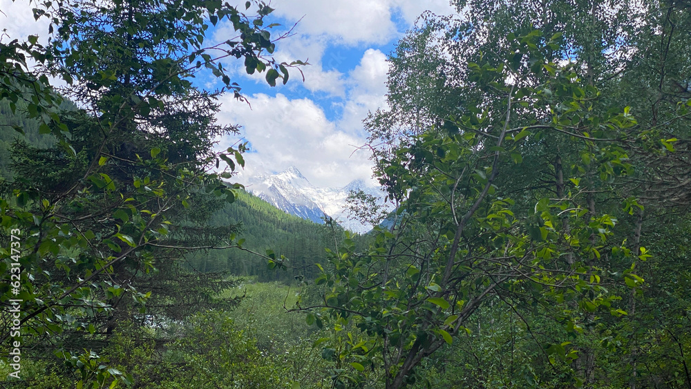 View of the snow-covered Belukha mountain in the clouds through the green foliage of trees. Blue sky and white clouds. View of the snow-covered Belukha mountain in the clouds through the green foliage of trees. Blue sky and white clouds.