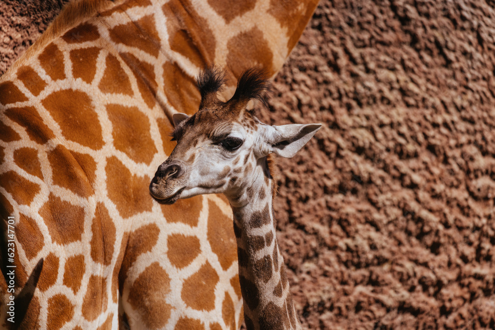 Naklejka premium Giraffes in a Zoo in Australia