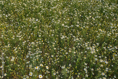 Top view of a beautiful large field of small blooming white daisies. Natural backgrounds  cultivation of pharmaceutical plants  medicinal herbs